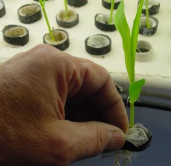 Corn germination after 12 day under aeroponic conditions