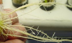 Corn grown under aeroponic conditions after 12 days