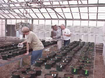 ODC treatments are measured and applied to the innoculated pots containing potatoes