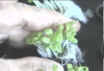 Plant 25, 50 or 100 seeds in each PSS.  As they grow they can tranplanted into  other empty PSS to quickly develop into full grown plants in days