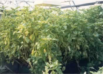 Harvest the crop as it grows and insert addition seeds and cuttings right along side each other for the next harvest cycle