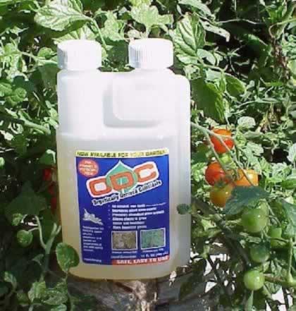Tomatoes enhanced by ODC