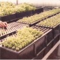 Once the seed or cuttings are planted inside the chamber. Plants develop quickly because of the hydro-atomized misting