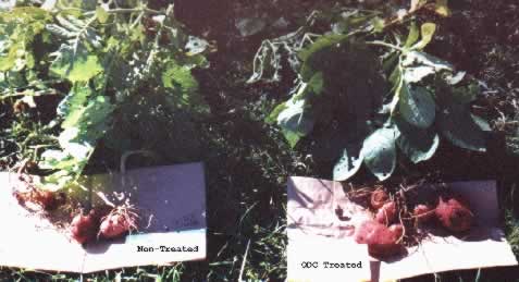 Sangre (new potatoes) treated with ODC have increased yields