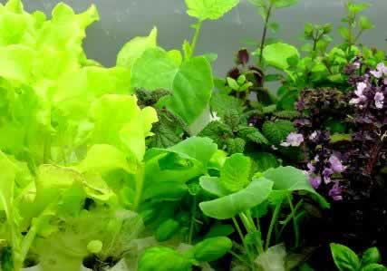 Green wonderful tasting foods and herbs - no greenhouse required