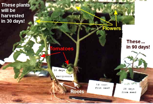 Aeroponic rooted tomato cuttings (left) at 10 days vs rockwool grown tomato seeds 14 days and 28 days (middle, right)