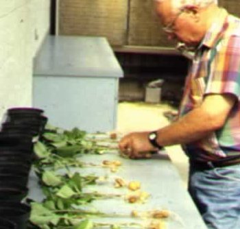 Greenhouse inspection of ODC treated mini-tubers