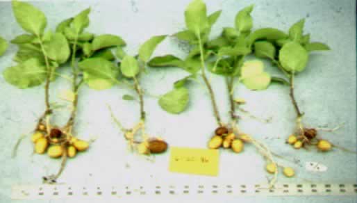 Yield of ODC treated mini-tubers