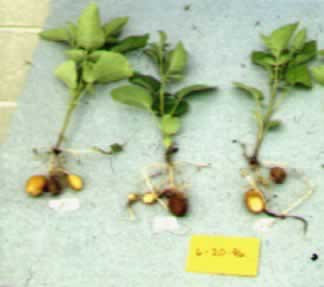 Yield of non-treated mini-tubers