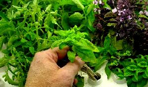Crop can be removed and sold whenever you have a customer ready to buy.