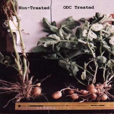 ODC treated potatoes have an increased yield vs the non-treated