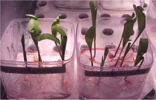 In-vitro test results with ODC