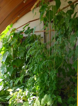 Grow plants fast without soil. All natural