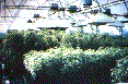 Greenhouse housing aeroponic chambers - light arrays optional