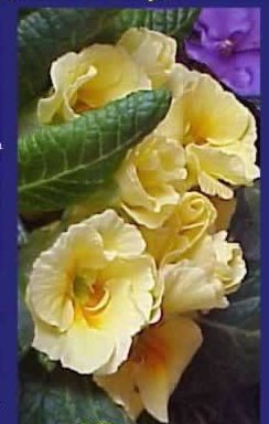 Clone houseplants, flowers, herbs and  many other plant speciies - the demand is huge for many exotic hard to grow plants