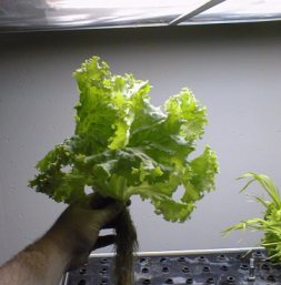 NASA (flat panel)  High Efficiency lighs eliminate the need for a greenhouse.