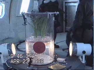 Click: Zero-gravity aeroponic test fixture for wheat