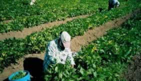 Natural biocontrols can increase yields and antioxidant levels in fruits and vegetables