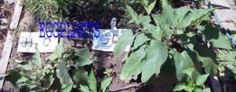 Eggplant comparison - organic garden