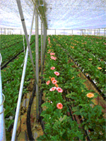 Rose and mum producers will see 20-40% increase in cut flower production