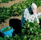 Natural biocontrols can increase yields and antioxidant levels in fruits and vegetables