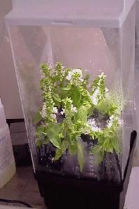 PRO Unit Aeroponic Unit