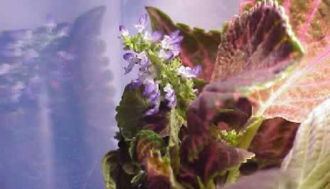 Liquid Nutrients, Rooting Hormones and Bio-controls for all your propagation needs!