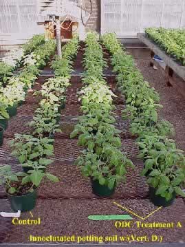 ODC treated minitubers in soil innoclulated with Vert. D.
