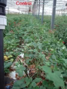Control (non-treated) long-stem cut rose prodcution