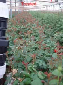 ODC treatment long-stem cut rose prodcution
