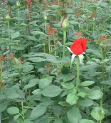 Ready for marekt. Long-stem roses grown with ODC.