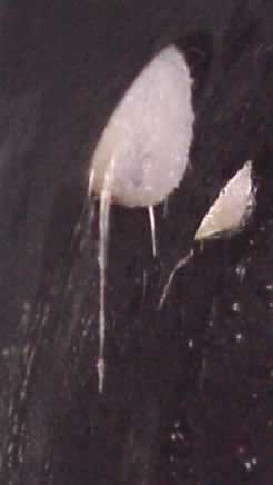 Lettuce roots growing inside the soil-less environment