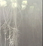 Day 25: Lettuce root system during the hydro-atomized spray function