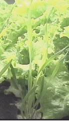 Aeroponic BenchTop Pro Unit - Grow vegetables, flowers and more!