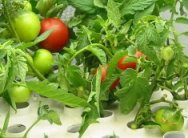 Grow tomatoes in less time - better and faster than hydroponics too!