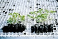Control vs ODC treated  tomatoes