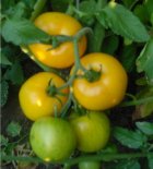 Harvest pounds of tomatoes within 30 days!