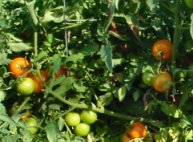 Tomato - Maple Heights Organic Farm Boulder,Co