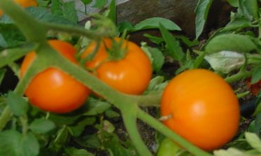 Over 400 individual rooted tomato cuttings in just 10 days!