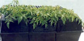 Aeroponic chamber with tomoto cuttings