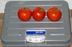 One lb (.5 kg)