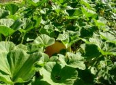 Pumpkins -  Maple Heights Organic Farm Boulder,Co