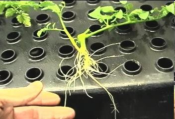 Well rooted tomato cuting in less than 10 days