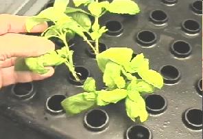Clone directly from a vegetative cutting. Insert any  number of them direclty into each PSS  - they will stay fresh and turgid develoing a root system in days
