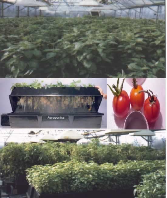 High Performance Aeroponic Food Production Facility 