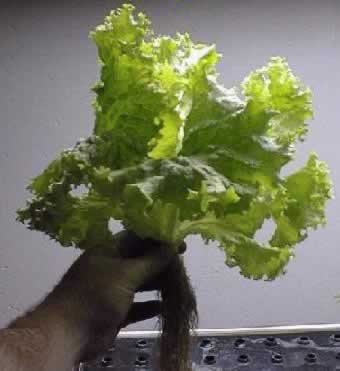 Yield pounds from our true aeroponic systems