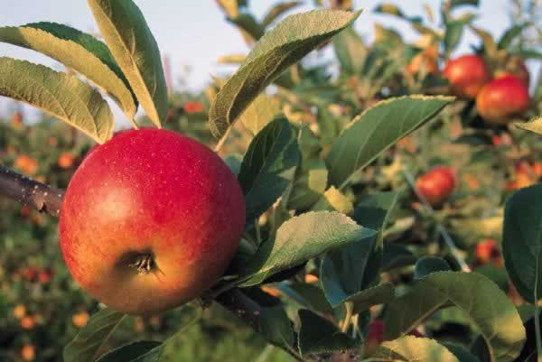 Start fruit trees and shrubs from cuttings and sell bare rooted plants