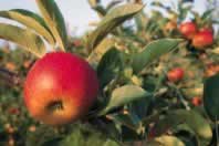 The perfect solution for organic growers