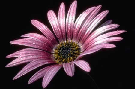 Grow and sell fresh flowers and houseplants