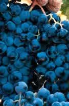 Increase antioxidants naturally with ODC and BEYOND